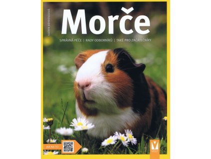 Morče