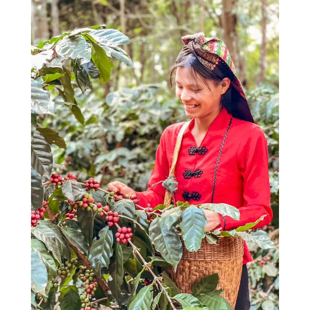 Sběr kávových třešní v Myanmaru