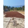 THAILAND SUAN YA LUANG - Arabica / Robusta blend