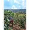 THAILAND SUAN YA LUANG - Arabica / Robusta blend
