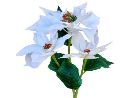 vianocna ruza biela1