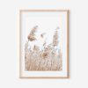 Set 2 obrazů - PAMPAS GRASS