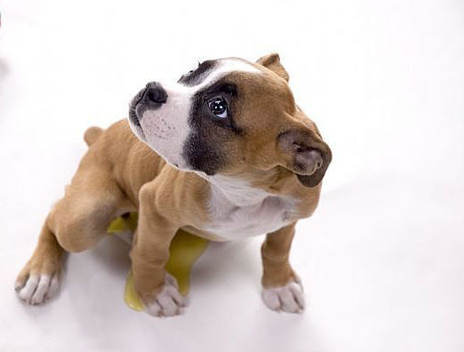 Zánět močového měchýře u psů