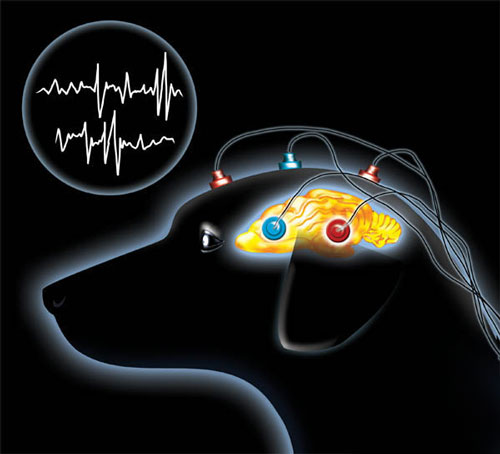 Příčiny, příznaky a léčba psí epilepsie