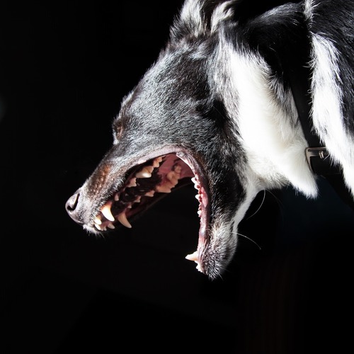 Zánět žaludku u psů