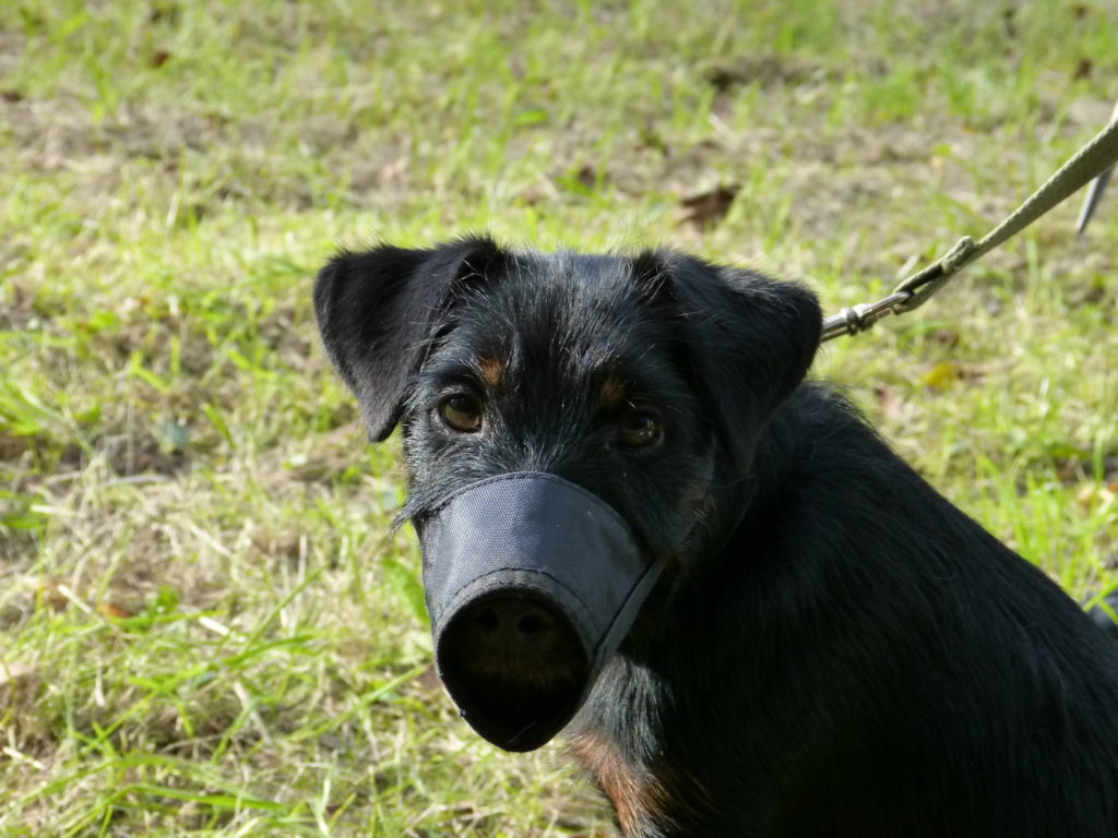 Proč psi žerou výkaly?