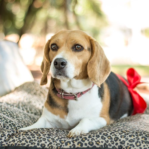 Falešná březost u psů