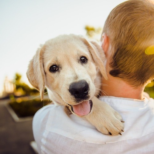Vhodné krmení pro dlouhý a zdravý život psa
