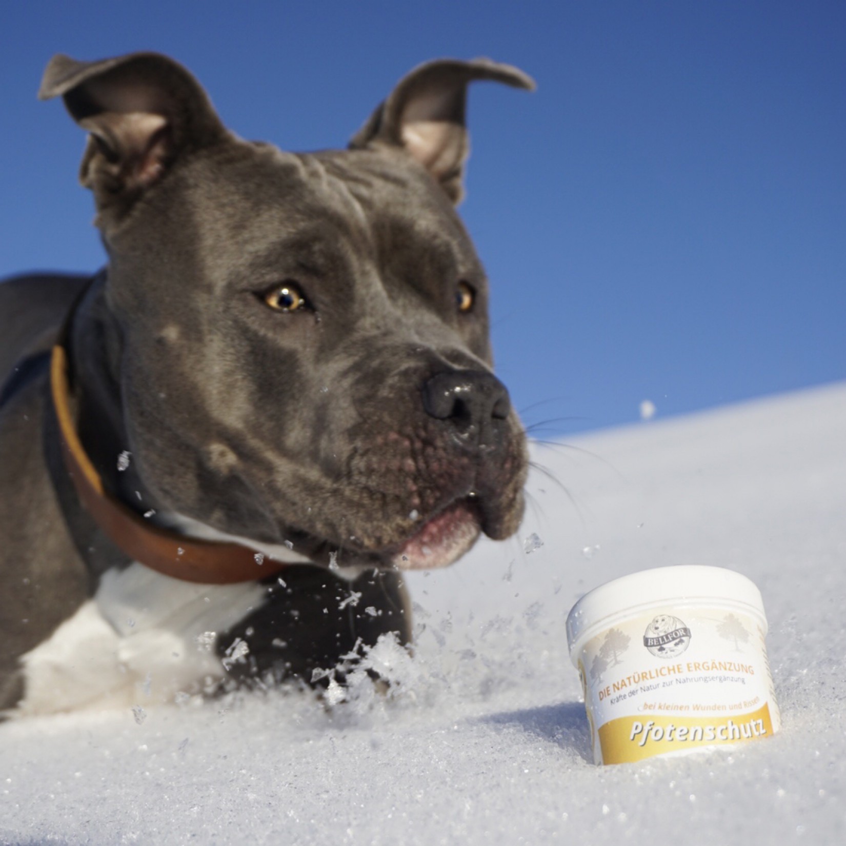 Perfektně chráněné psí tlapky v zimě