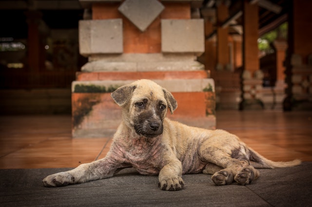 Dermatofytóza u psů