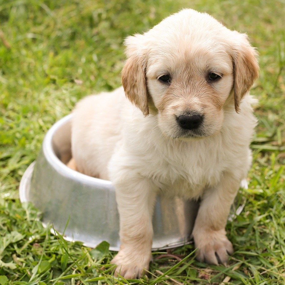 Močové kameny u psů