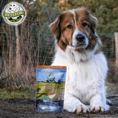 Odčervování u psů