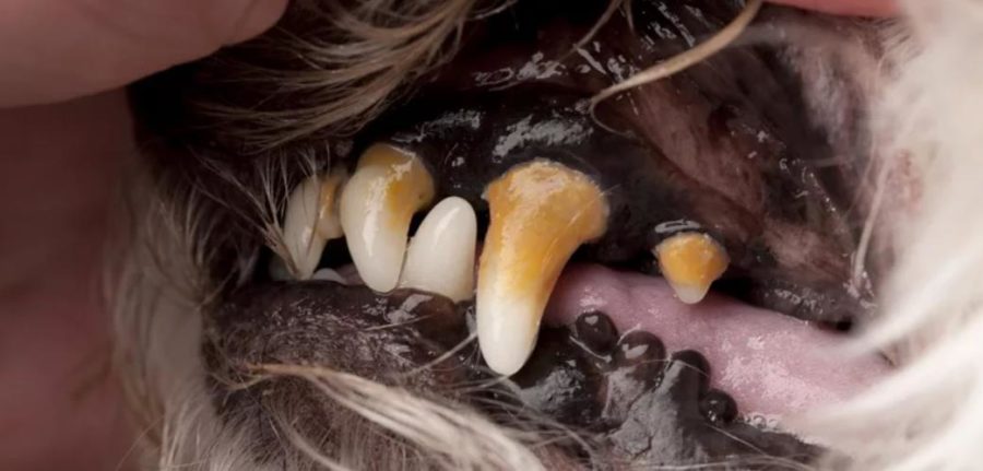 Zubní kámen u psa