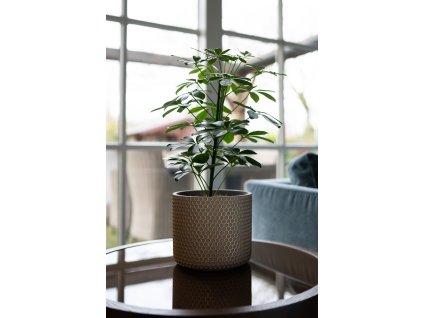 1 Bernt shiny gold 04 3