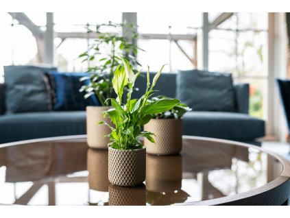 1 Bernt shiny gold 02 1