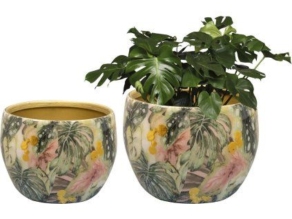 TS Monstera mystery D15