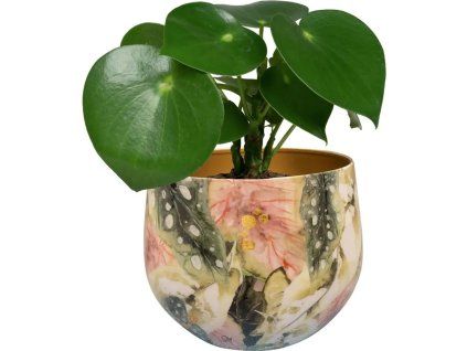 TS Monstera mystery D17