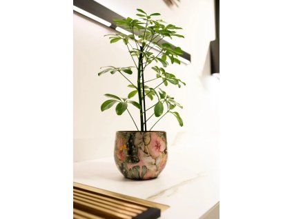 TS Monstera mystery D21