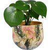 TS Monstera mystery D17