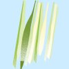Lemongrass square 2048x b11f50da 7724 4ce0 8b33 50cf2d73ae52