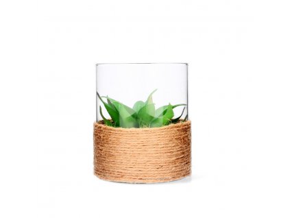 15085 umely sukulent ve zdobene sklenene vazicce 10 x 10 x 12 cm