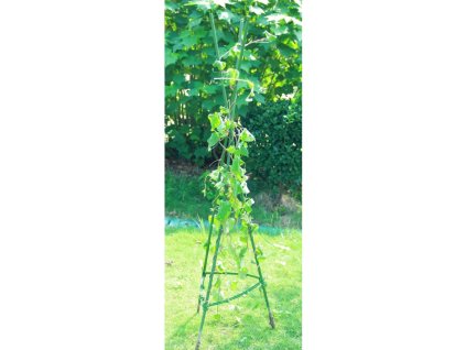 Opora pro popínavé rostliny, rajčata, 180 cm