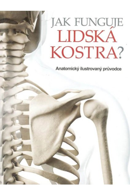Jak funguje lidská kostra