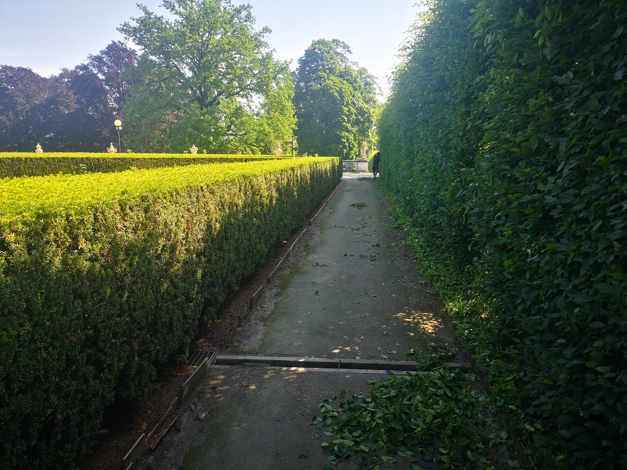 Údržba živých plotů