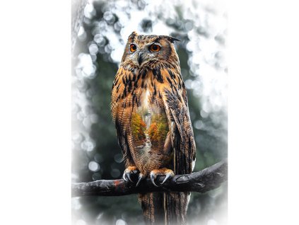 Hoffman 999-619 Výr velký Bubo bubo panel digi bavlněná látka patchwork