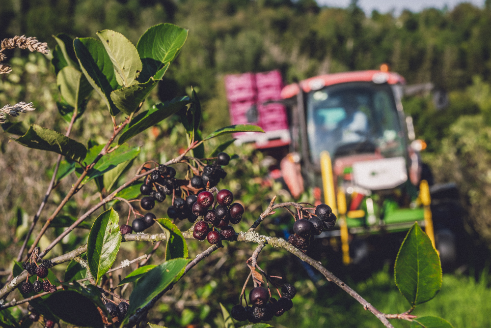 Sklizeň plodů arónie