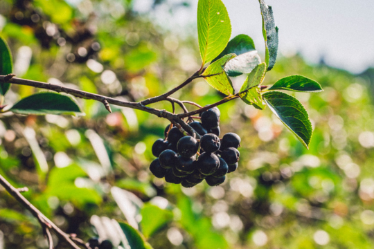 Arónia: Superplodina plná antioxidantov pre zdravie a vitalitu