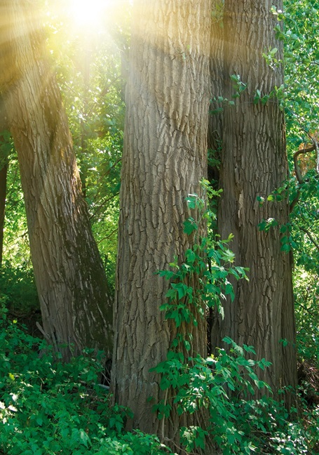 Udržateľný rozvoj