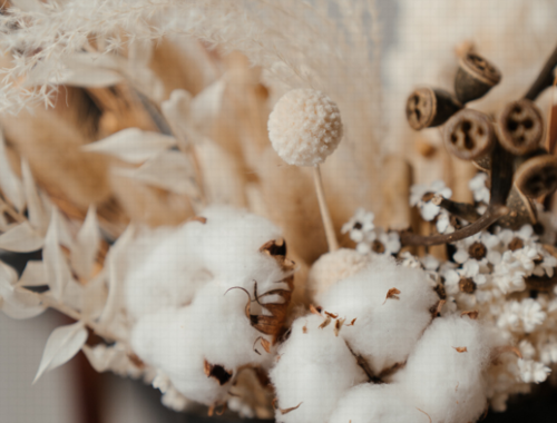 Co znamená pojem česaná bavlna?