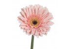 Gerbera