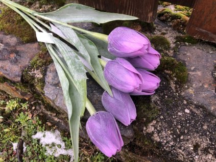 Tmavě fialové umělé tulipány 6 ks