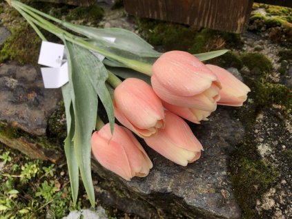 Umělé tulipány v barvě broskvové 6 ks