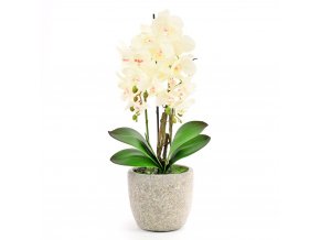 ORCHIDEJ V KVĚTINÁČI 3 VÝHONKY BÍLÁ 61CM