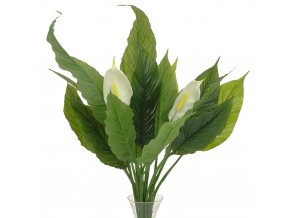 Spathiphyllum 60 cm