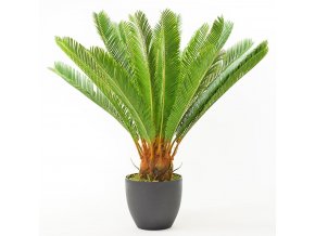 Cycas 72 cm