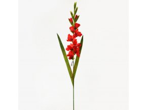 GLADIOLA ČERVENÁ 96 cm