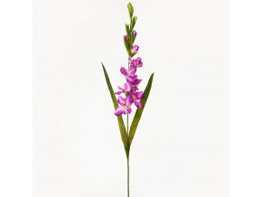 GLADIOLA FIALOVÁ 96cm