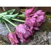 Umělé tulipány fialové papouškovité 46 cm