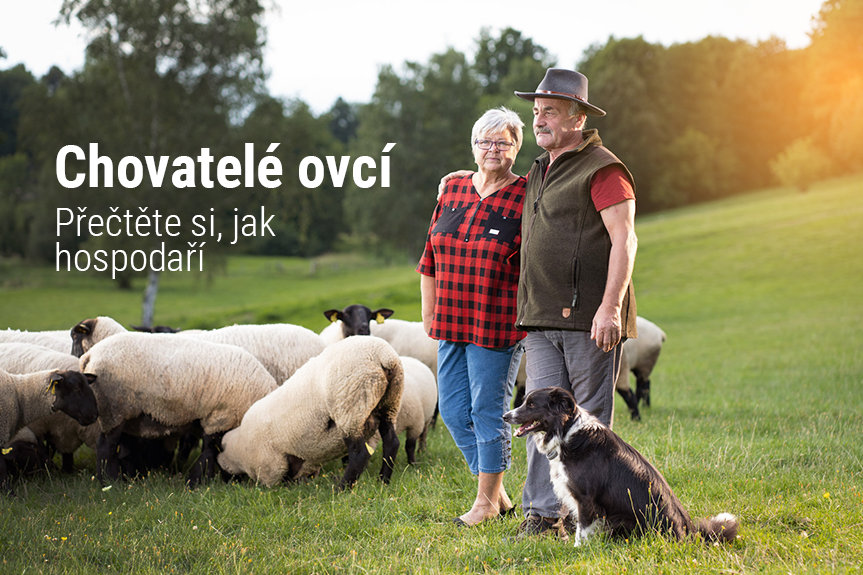 Chovatelé ovcí: Přečtěte si, jak hospodaří