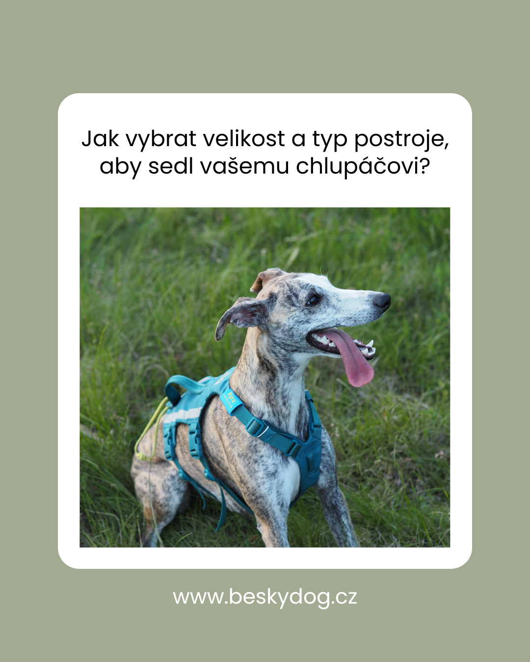 Výběr správného postroje pro psa