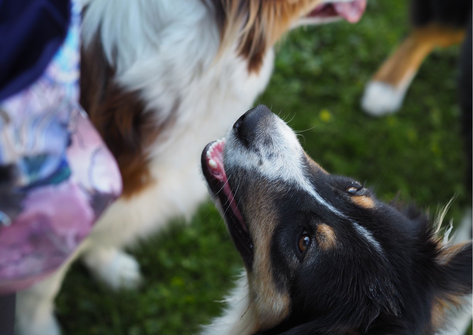 Doplňky pamlskovník