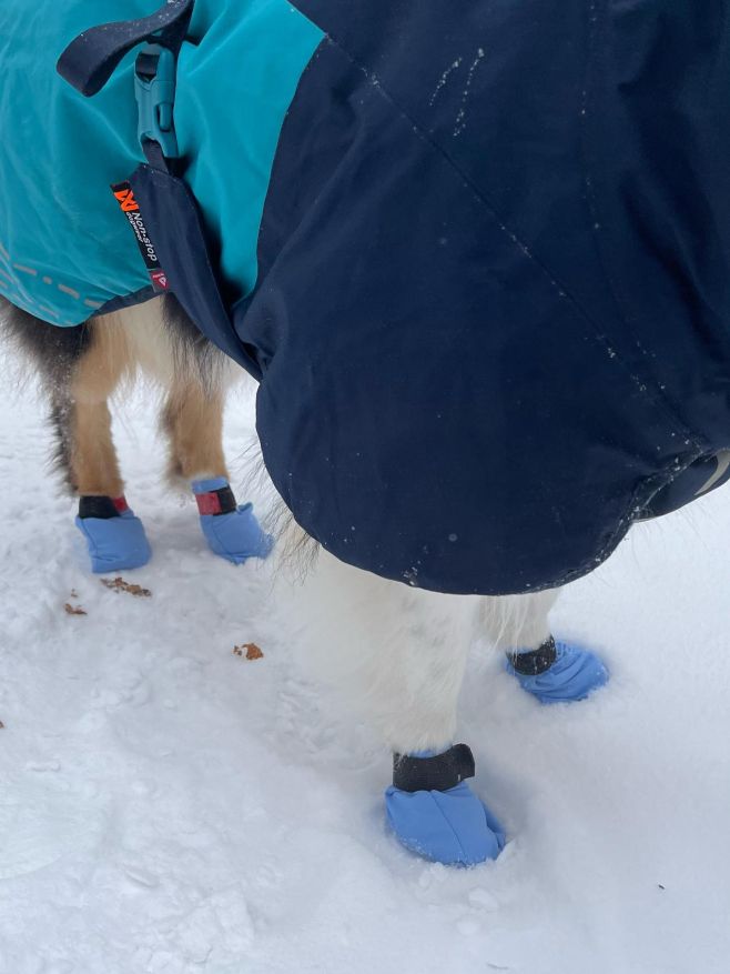 🐾 Botičky pro psy – Long distance bootie 🐾 Chraňte tlapky svého psa, ať vyrážíte kamkoli! ❄️🌲 Máte aktivního parťáka,...