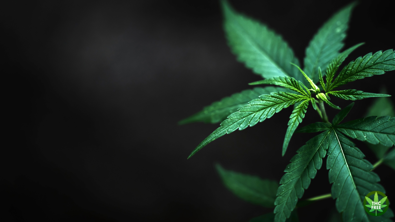 Co jsou HHC-P Moonrocks?