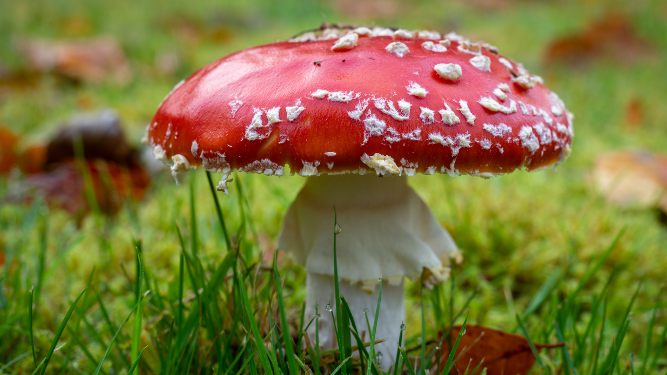 Muchomůrka červená?