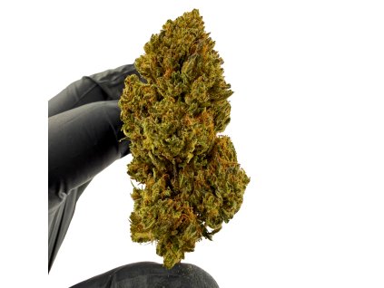 Návrh bez názvu (11)