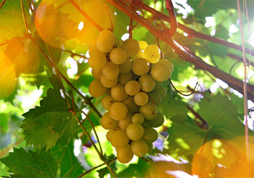 Zelená vína z Portugalska